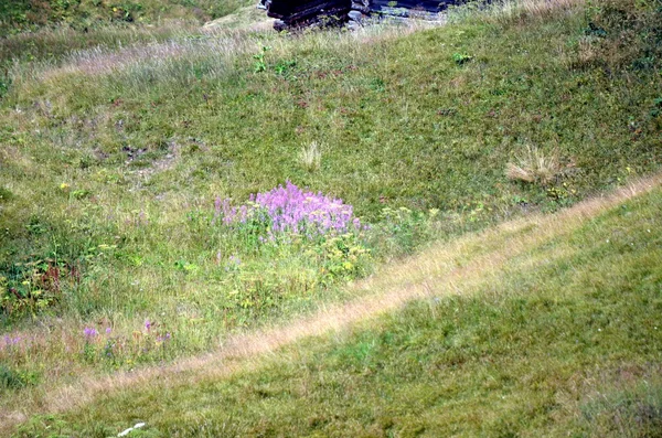 人々 なしで私の家の近くの美しい緑の芝生 — ストック写真