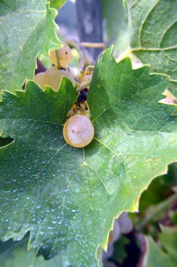 Beyaz üzüm üzüm bağı olarak hâlâ demet