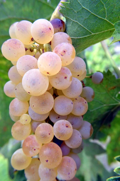 Bunch of white grapes still on the vineyard — Stock Photo, Image