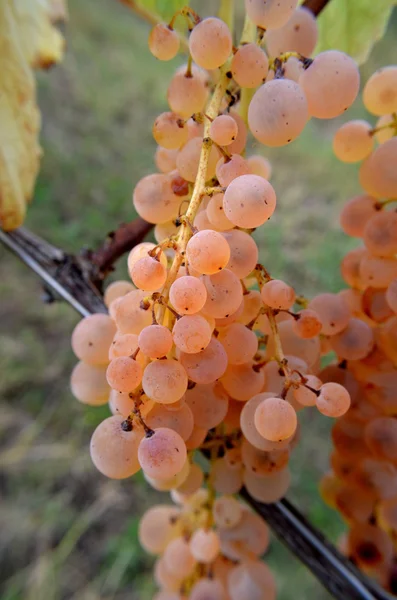 Bando de uvas brancas ainda na vinha — Fotografia de Stock