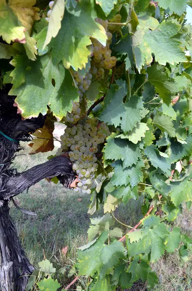 Bando de uvas brancas ainda na vinha — Fotografia de Stock