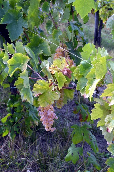 Bos van witte druiven nog steeds op de wijngaard — Stockfoto