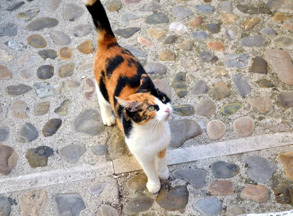 猫子猫ブラウン ブラック ホワイト屋外プレイ — ストック写真