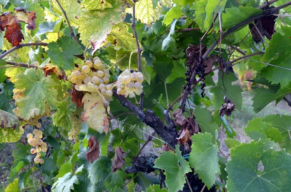 Bando de uvas brancas ainda na vinha — Fotografia de Stock