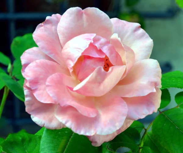 Макропобеги розового цветка в цветнике — стоковое фото