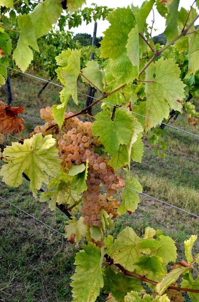 Vista panorâmica de uma vinha na Itália — Fotografia de Stock