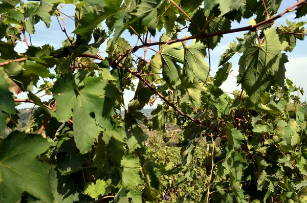 Czerwonego wina gronowego wisi w Grapevine — Zdjęcie stockowe