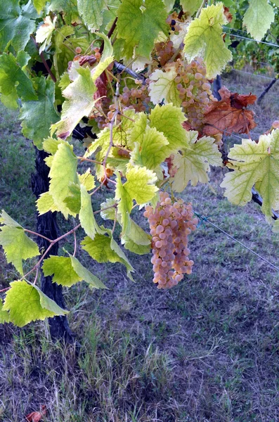 Red wine grape hangs on the grapevine — Stock Photo, Image
