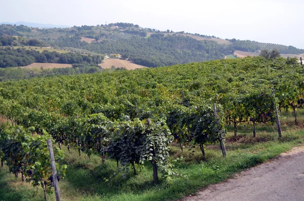 Czerwonego wina gronowego wisi w Grapevine — Zdjęcie stockowe