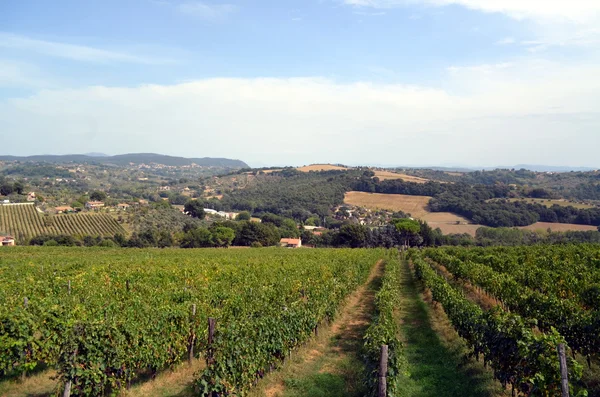 Uva de vino tinto cuelga de la vid —  Fotos de Stock