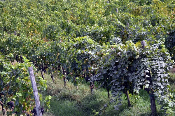 L'uva da vino rosso pende dalla vite — Foto Stock