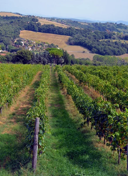 Uva de vino tinto cuelga de la vid —  Fotos de Stock