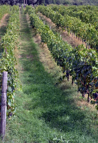 Uva de vino tinto cuelga de la vid — Foto de Stock