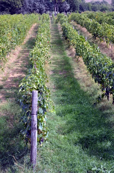 Rode druivensoort hangt op de grapevine — Stockfoto