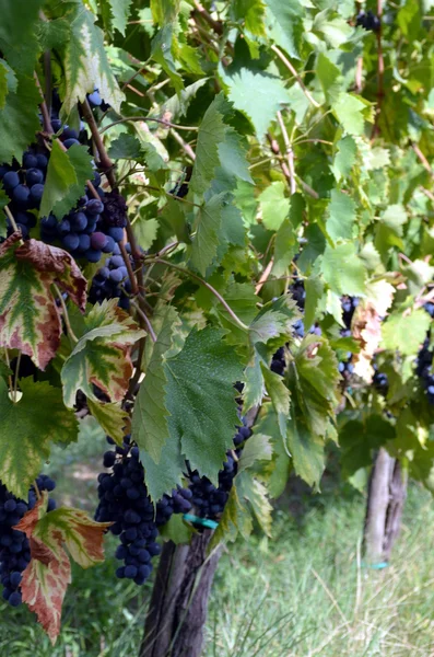 Červené víno hrozen visí na grapevine — Stock fotografie