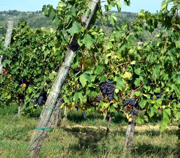 L'uva da vino rosso pende dalla vite — Foto Stock