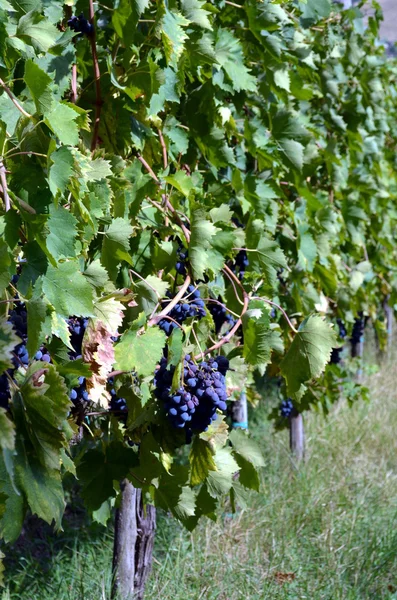 Rode druivensoort hangt op de grapevine — Stockfoto
