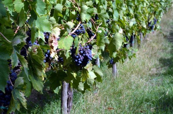 На винограднике висит красное вино — стоковое фото