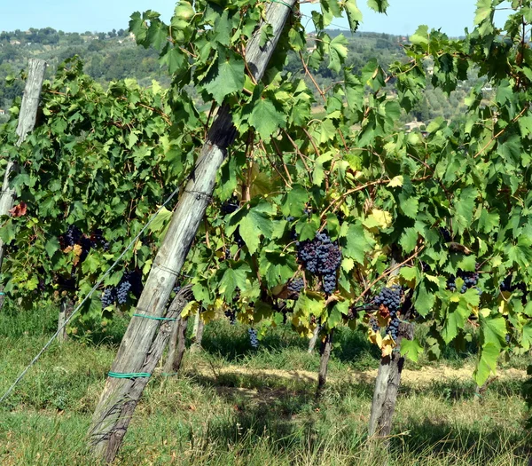 Uva de vinho tinto pendura na videira — Fotografia de Stock