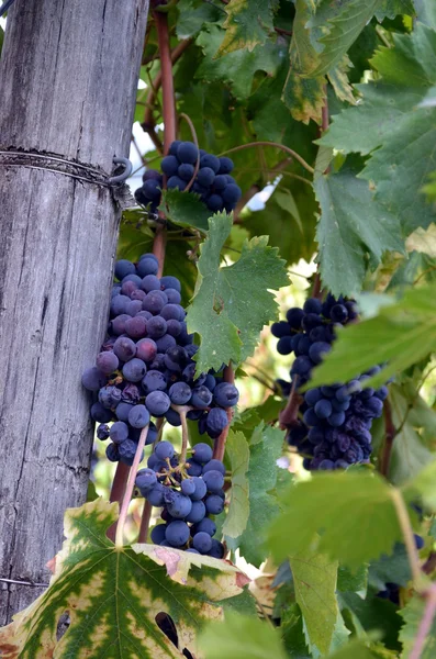 葡萄藤上挂着的红葡萄酒 — 图库照片