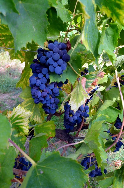 Röd vindruva hänger på grapevine — Stockfoto