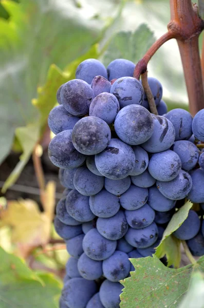 Uva de vinho tinto pendura na videira — Fotografia de Stock