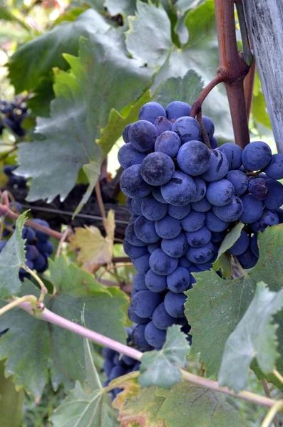 Uva de vinho tinto pendura na videira — Fotografia de Stock