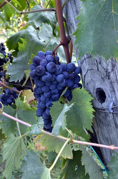 На винограднике висит красное вино — стоковое фото