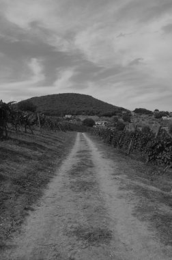 Siyah ve beyaz bir üzüm İtalya panoramik manzaralı