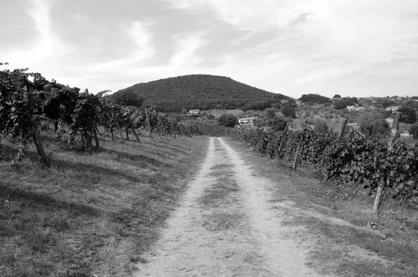 Vista panorámica en blanco y negro de un viñedo en Italia —  Fotos de Stock