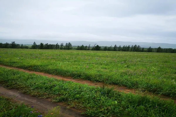 Yazın güzel vahşi doğa