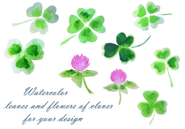 Акварель листья и цветы клевера для вашего дизайна — стоковое фото