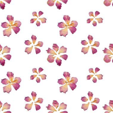 Çiçekler beyaz zemin üzerine kurutulmuş yaprakları ile Seamless Modeli