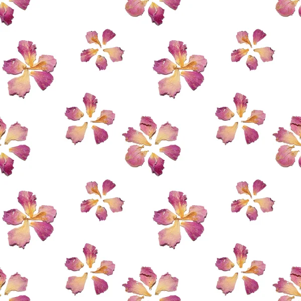 Seamless pattern with flowers of dried petals on white background — Stock Photo, Image