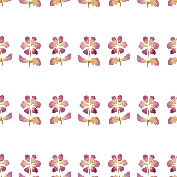 白い背景の乾燥花弁の花を持つシームレス パターン — ストック写真