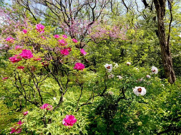 Bela vista das peônias e árvores florescentes — Fotografia de Stock