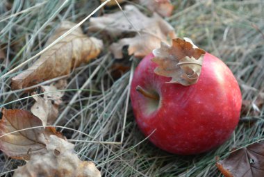 Bir kuru ot düşen sonbahar yaprakları arasında kırmızı elma açıktır