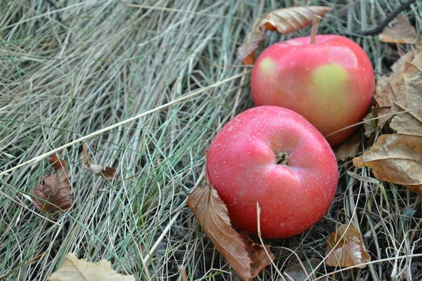 Deux pommes rouges sont sur l'herbe sèche parmi les feuilles d'automne tombées, place pour votre texte — Photo