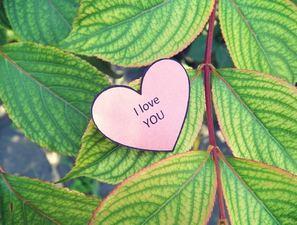 Cœur de papier Je t'aime sur la feuille verte — Photo