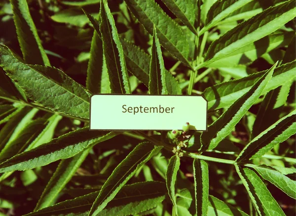Catatan kertas September di antara daun hijau yang subur — Stok Foto