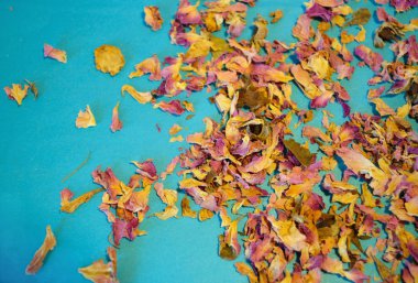 Gülü kurutulmuş yaprakları mavi arka plan üzerinde dağınık