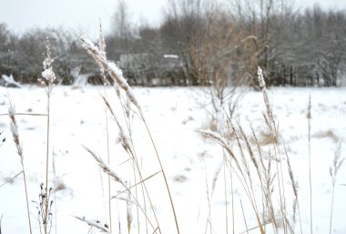 Bitkiler ile kar kış alanıyla