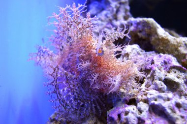 Shaggy fener balığı akvaryum