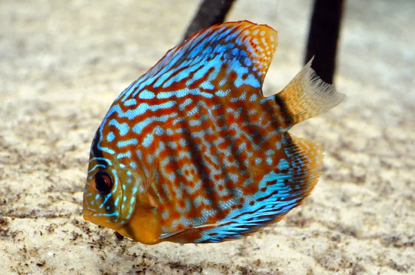 Diskusfische im Aquarium — Stockfoto