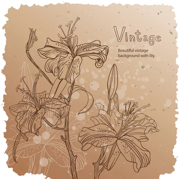Krásný Vintage pozadí s Lily — Stockový vektor