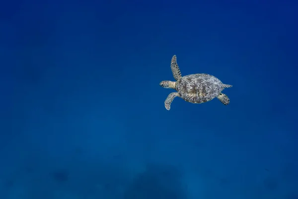 Yeşil kaplumbağa (Chelonia mydas) mavi yüzüyor