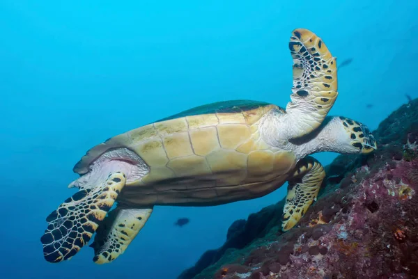 Tortuga Marina Eretmochelys Imbricata Nadando Cerca Del Arrecife — Foto de Stock