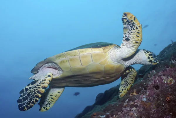 Deniz kaplumbağası (Eretmochelys imbricata) resife yakın yüzer.
