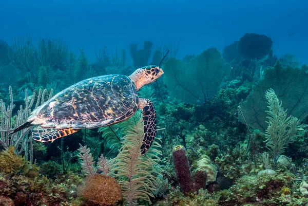 Tortuga Marina Nadando Hermoso Saludable Arrecife Coral Caribeño — Foto de Stock