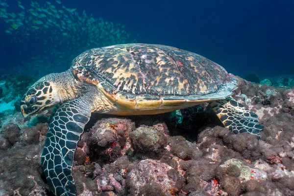 Морская Черепаха Eretmochelys Imbricata Вершине Мальдивской Коралловой Катушки Лицензионные Стоковые Фото